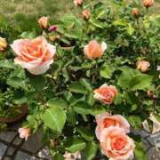 ヒメ日記 2026/02/21 09:01 投稿 浅田ゆみな MADAM