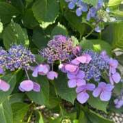 ヒメ日記 2026/03/02 08:31 投稿 浅田ゆみな MADAM