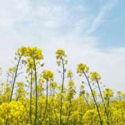 ヒメ日記 2026/03/03 13:46 投稿 浅田ゆみな MADAM