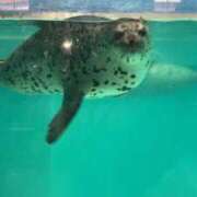 ヒメ日記 2026/03/05 23:46 投稿 浅田ゆみな MADAM