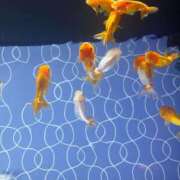 ヒメ日記 2026/04/02 00:16 投稿 浅田ゆみな MADAM