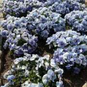 ヒメ日記 2026/04/03 08:46 投稿 浅田ゆみな MADAM