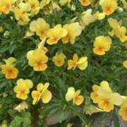 浅田ゆみな 4月13日月曜日　?? MADAM