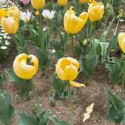 ヒメ日記 2026/04/15 08:46 投稿 浅田ゆみな MADAM