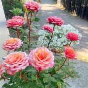 ヒメ日記 2026/04/22 06:01 投稿 浅田ゆみな MADAM