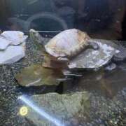 ヒメ日記 2026/04/30 14:46 投稿 浅田ゆみな MADAM