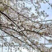 ヒメ日記 2026/04/02 17:46 投稿 板野のあ 華椿