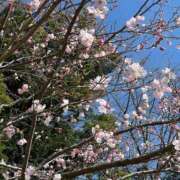 板野のあ お礼 華椿