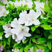 ヒメ日記 2026/04/23 19:01 投稿 板野のあ 華椿