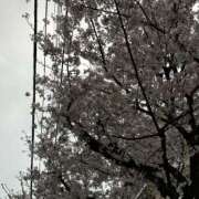 ヒメ日記 2026/03/30 07:16 投稿 青山まゆか MADAM