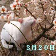 ヒメ日記 2026/03/20 06:46 投稿 宮野わかな MADAM