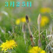 ヒメ日記 2026/03/25 06:31 投稿 宮野わかな MADAM