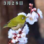 ヒメ日記 2026/03/28 07:01 投稿 宮野わかな MADAM