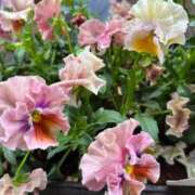 ヒメ日記 2026/04/02 12:31 投稿 宮野わかな MADAM