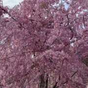 ヒメ日記 2026/04/15 08:46 投稿 宮野わかな MADAM