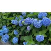 ヒメ日記 2026/06/01 06:46 投稿 宮野わかな MADAM