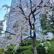 ヒメ日記 2026/03/06 05:31 投稿 染谷りほ MADAM