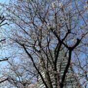 ヒメ日記 2026/04/01 16:46 投稿 染谷りほ MADAM