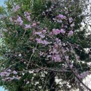 ヒメ日記 2026/04/03 05:16 投稿 染谷りほ MADAM