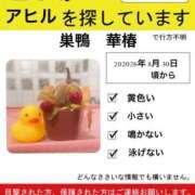 ヒメ日記 2026/09/22 07:01 投稿 高岡まなみ 華椿