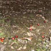 ヒメ日記 2026/09/25 08:46 投稿 岡野ひろこ MADAM