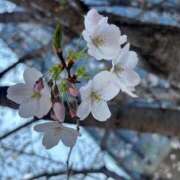 ヒメ日記 2026/03/28 17:16 投稿 竹中ほずみ MADAM