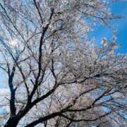 ヒメ日記 2026/04/03 20:16 投稿 桜井かのん MADAM