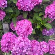 ヒメ日記 2026/06/12 22:46 投稿 桜井かのん MADAM