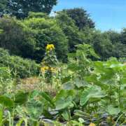 ヒメ日記 2026/07/08 14:46 投稿 桜井かのん MADAM