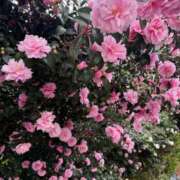 ヒメ日記 2026/03/24 15:31 投稿 二宮あずさ MADAM
