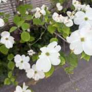 ヒメ日記 2026/05/11 13:01 投稿 二宮あずさ MADAM