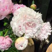 ヒメ日記 2026/07/06 14:16 投稿 二宮あずさ MADAM