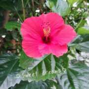 菅野みずほ おやすみなさい? MADAM