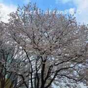 ヒメ日記 2026/04/08 23:01 投稿 菅野みずほ MADAM