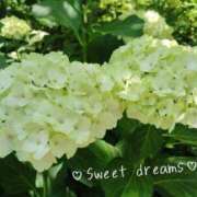 ヒメ日記 2026/06/06 23:16 投稿 菅野みずほ MADAM
