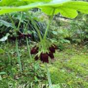 ヒメ日記 2026/07/08 22:46 投稿 菅野みずほ MADAM