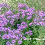 ヒメ日記 2026/10/21 23:31 投稿 菅野みずほ MADAM