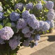 ヒメ日記 2026/06/11 12:16 投稿 目黒あいな MADAM