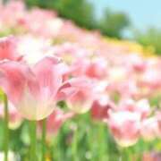 ヒメ日記 2026/05/06 06:46 投稿 夏木れみ MADAM