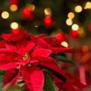 ヒメ日記 2025/12/27 11:46 投稿 森山れな MADAM