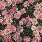 ヒメ日記 2026/02/10 19:01 投稿 伊藤まゆ MADAM