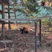 伊藤まゆ ( *???* ) MADAM