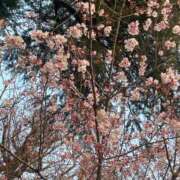 野村よしの 春の思い出話? MADAM