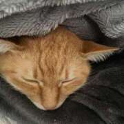 島崎のどか お休みごめんなさい? MADAM