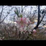 ヒメ日記 2026/04/10 22:31 投稿 小柳りな MADAM