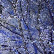 ヒメ日記 2026/03/22 23:46 投稿 山口りり MADAM