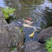 ヒメ日記 2026/05/20 05:16 投稿 宮沢ありさ MADAM