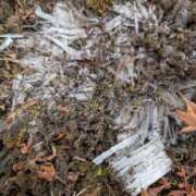 瀬川しずえ 霜柱 MADAM