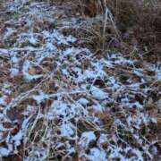 ヒメ日記 2026/01/03 21:46 投稿 瀬川しずえ MADAM