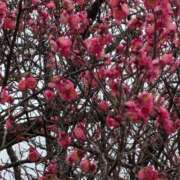 ヒメ日記 2026/01/20 15:46 投稿 瀬川しずえ MADAM